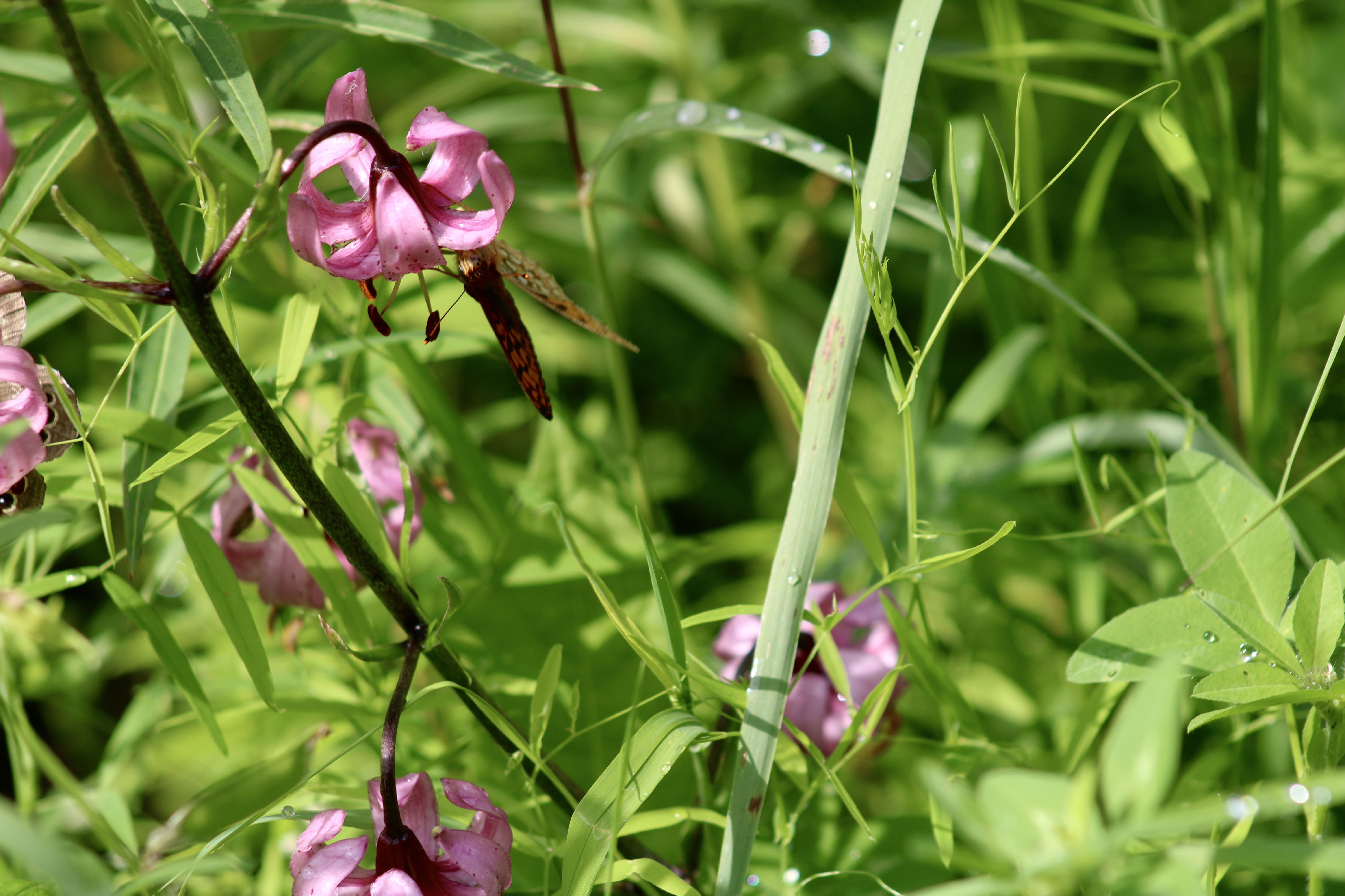 Катарминский 