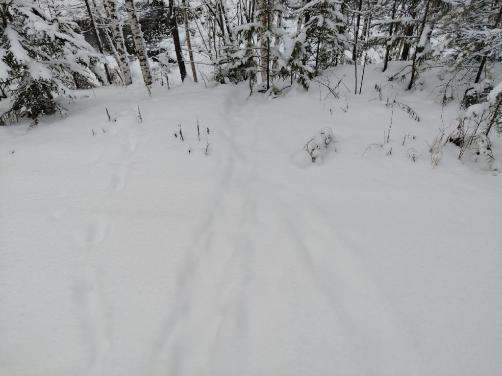 бобровая тропа.jpeg бобровая тропа.jpeg