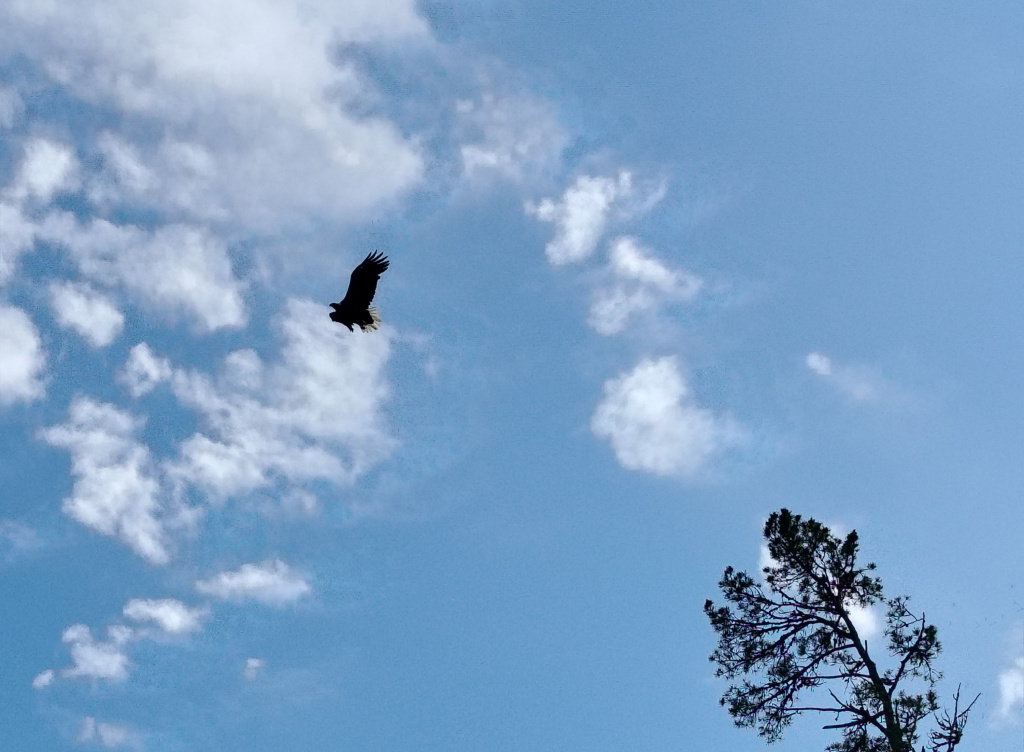 Орлан 3.jpg Орлан 3.jpg