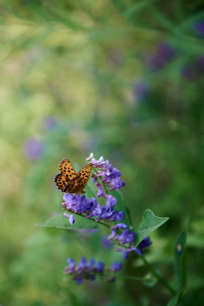 Кочергат_лето_11.jpg Кочергат_лето_11.jpg