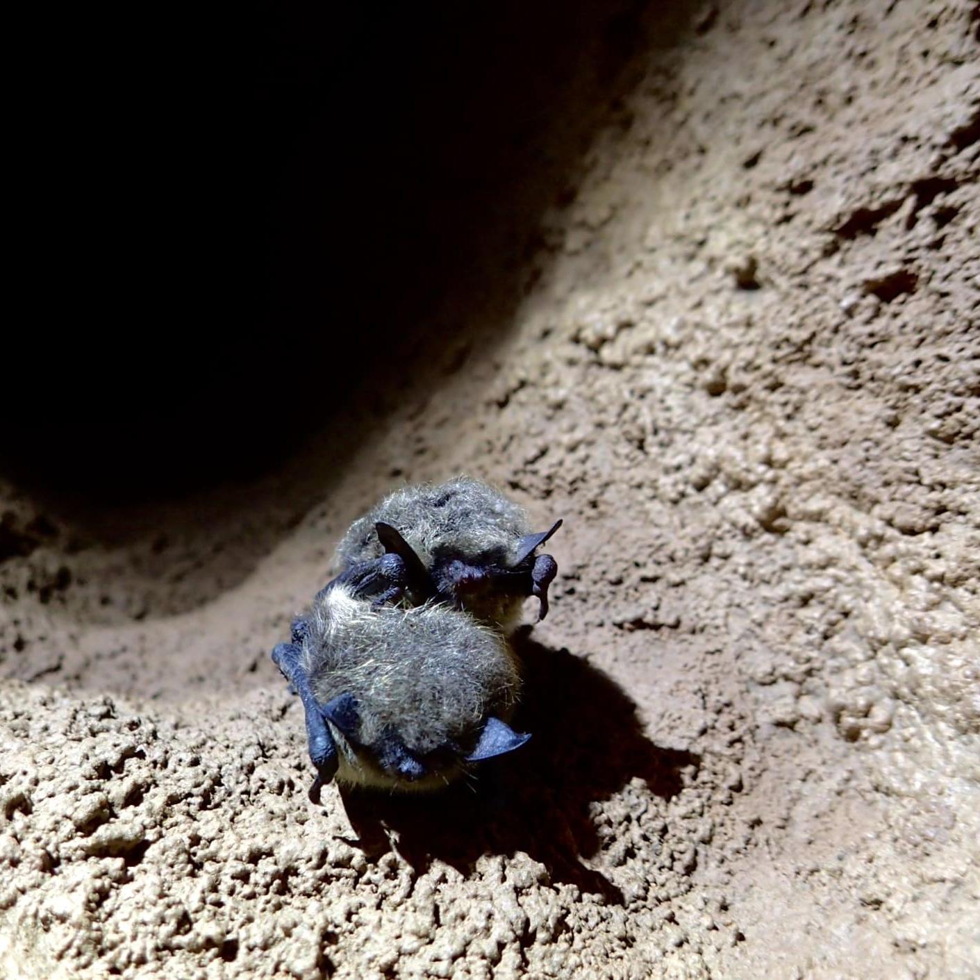 Аргараканская пещера