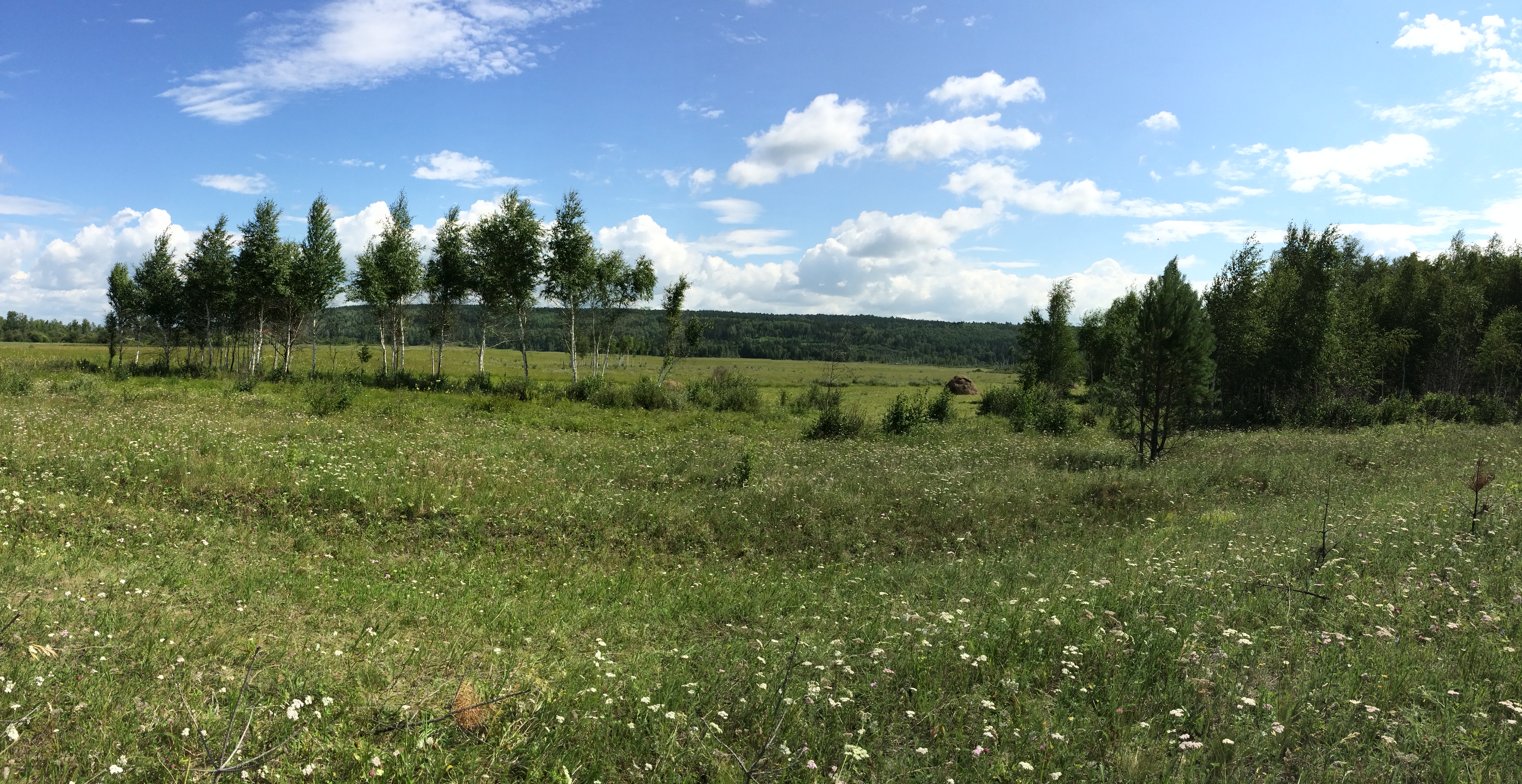 Фиалка Иркутская у села Голуметь