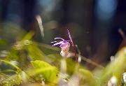 DSC07380 орхидея калипсо.jpg