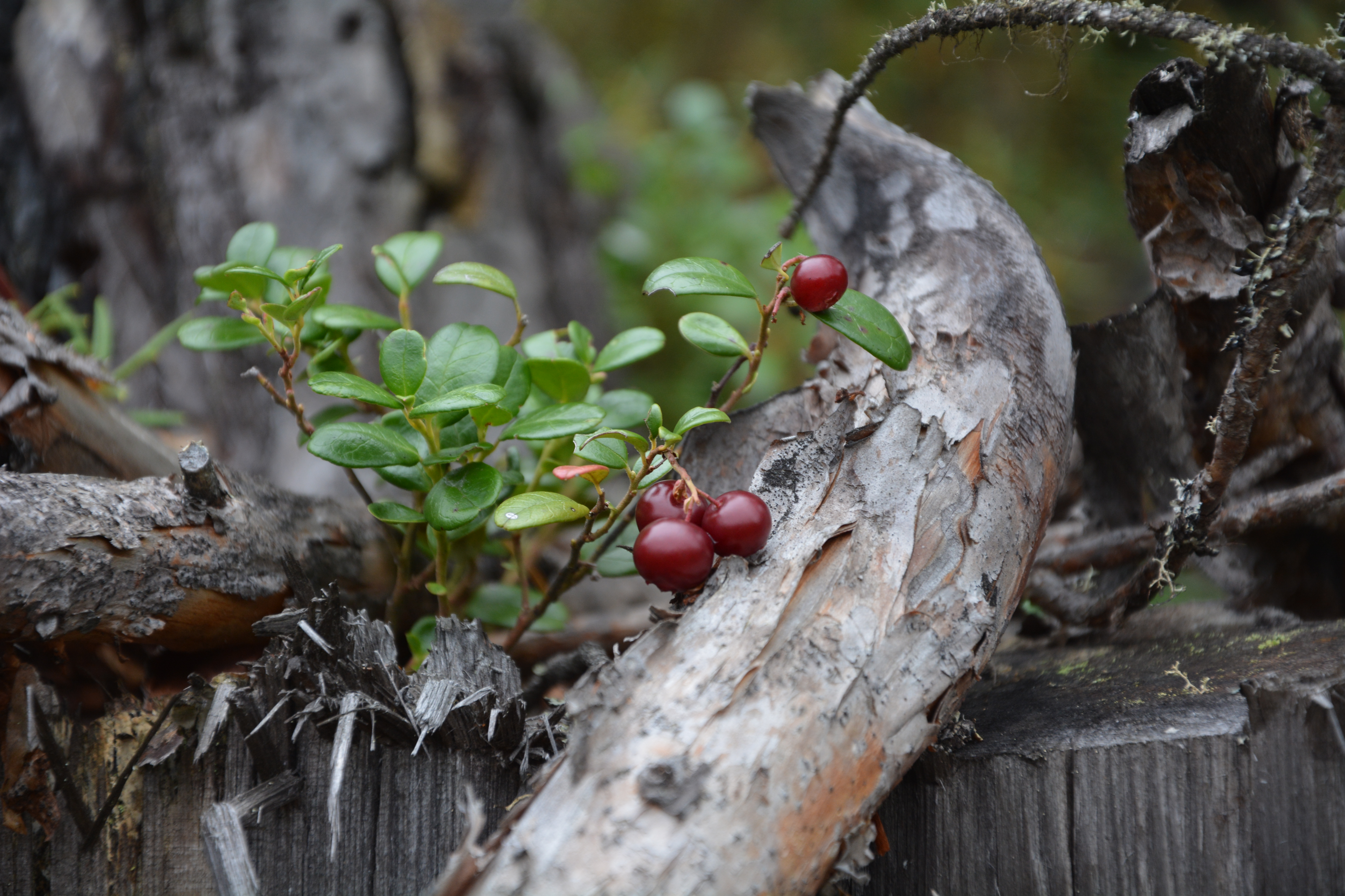 Тушамский сосновый бор
