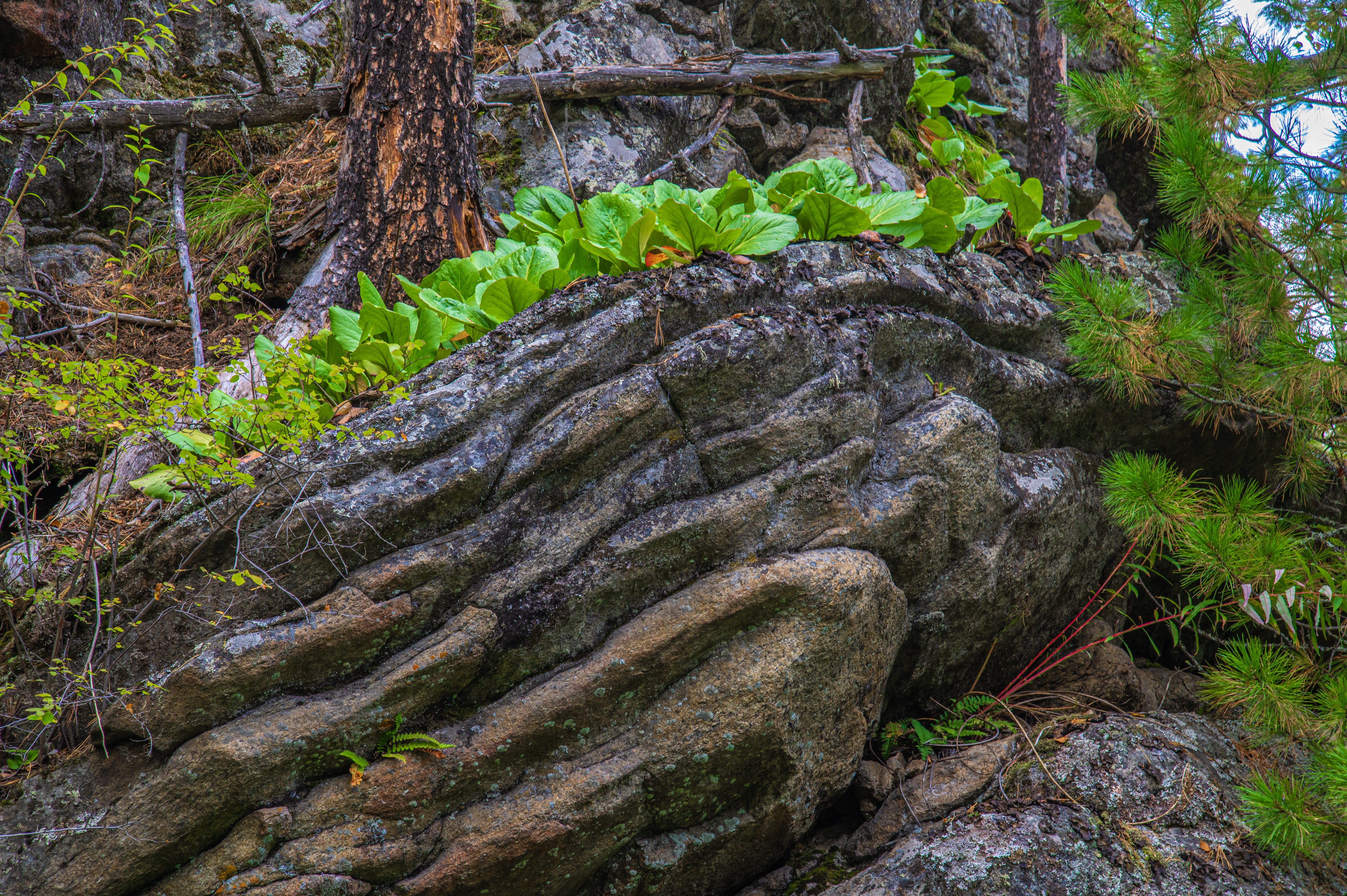 Nature photo 2