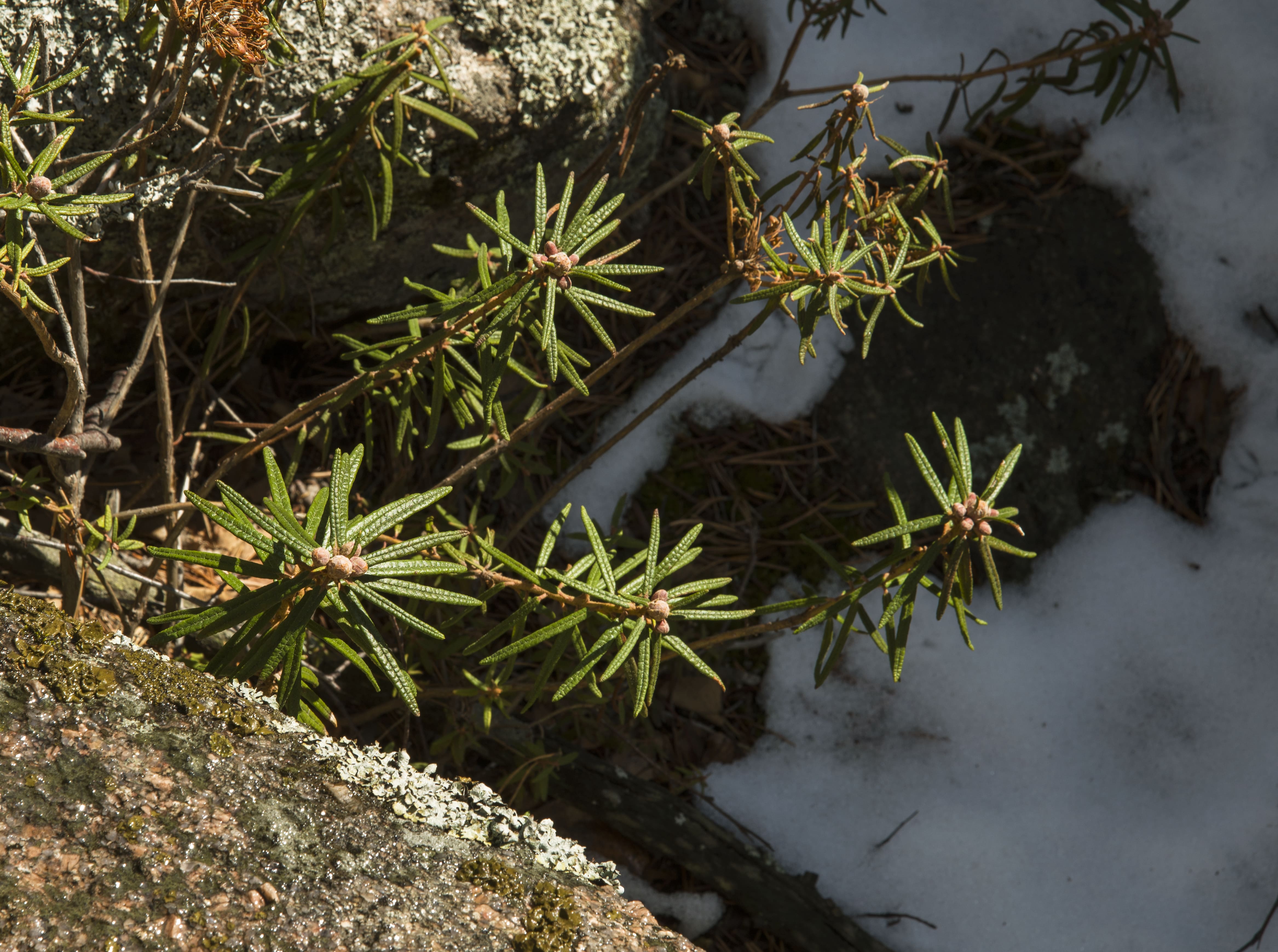 Nature photo 3