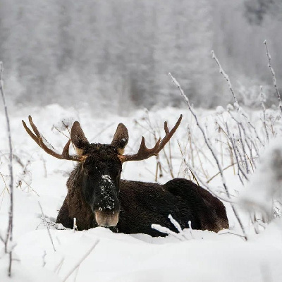 Подведены итоги зимнего маршрутного учёта животных на ООПТ Иркутской области