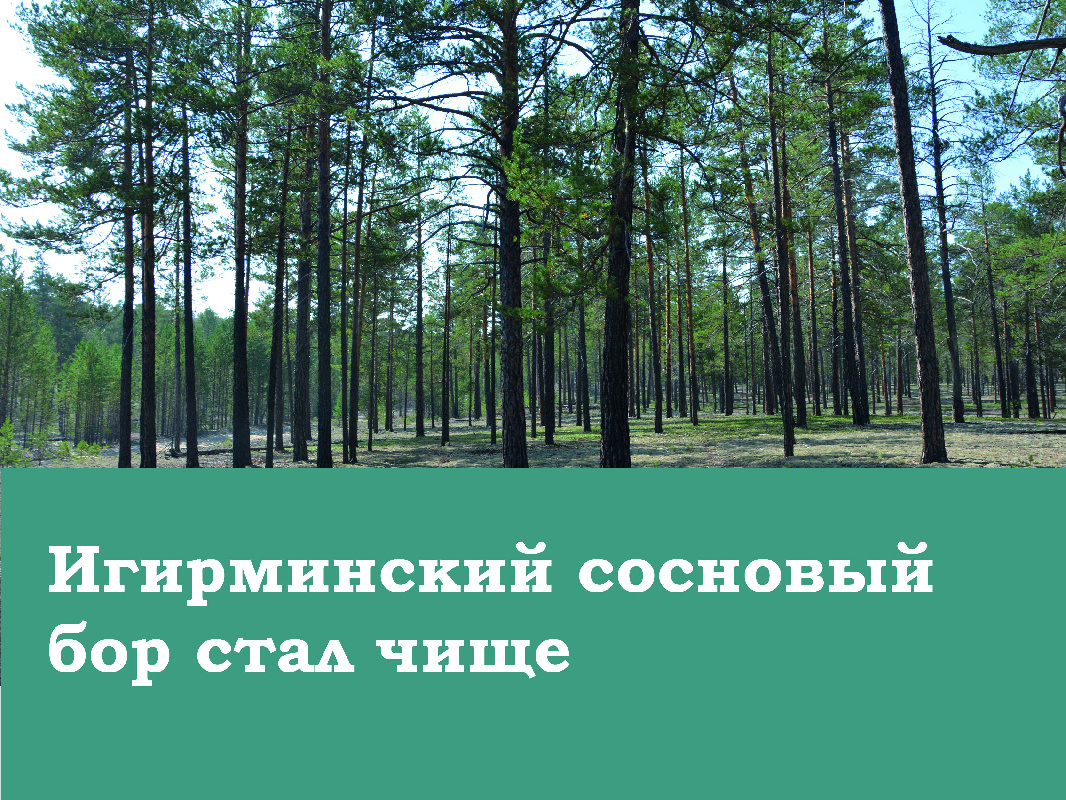 Убрали мусор с Игирминского соснового бора 