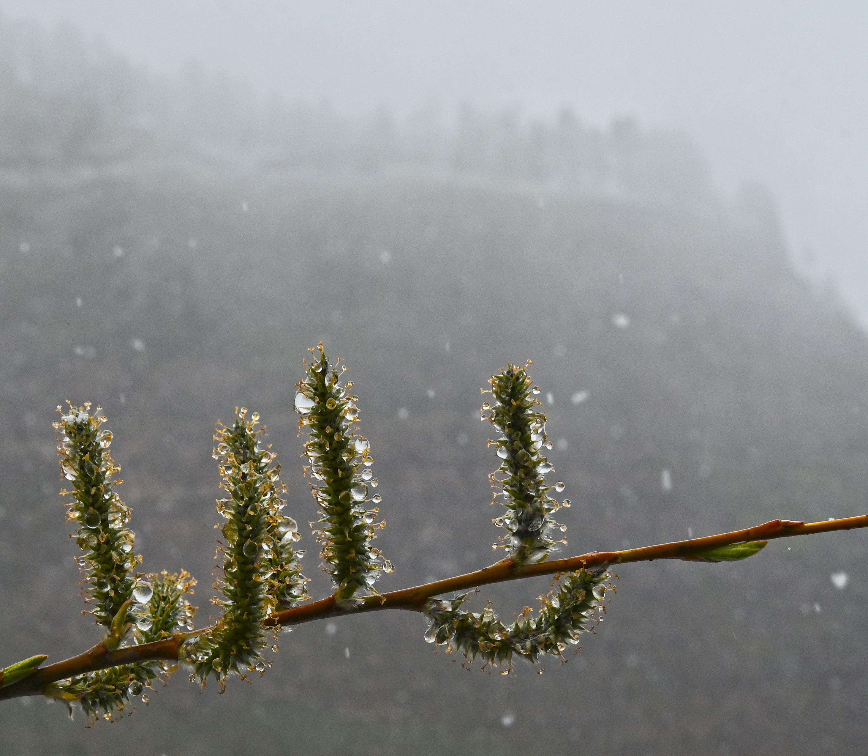 Nature photo 3