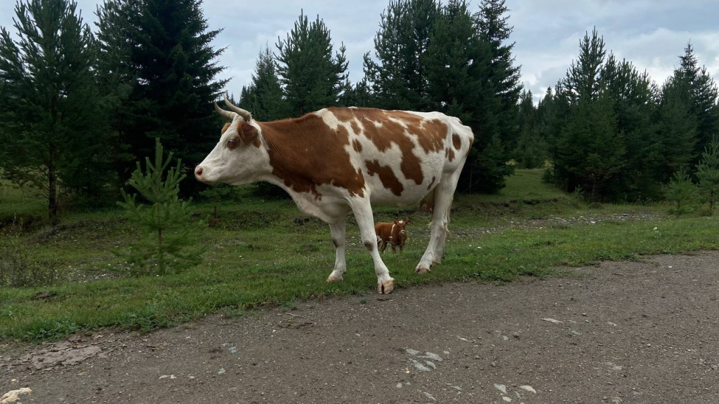 5251461349408632177.jpg 5251461349408632177.jpg