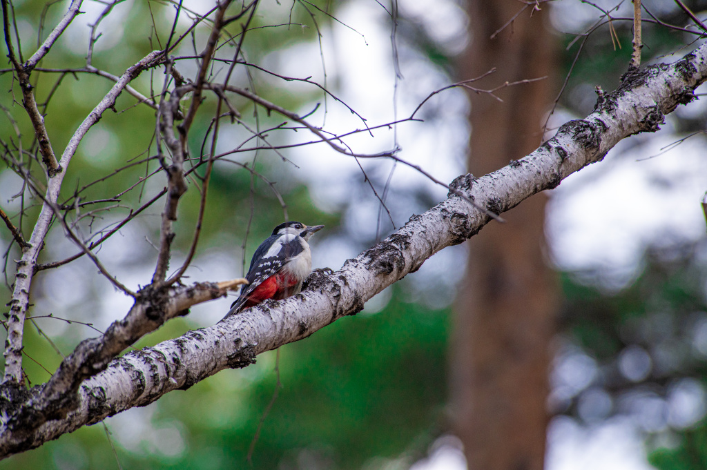 Кайский_бор_осень_009 copy.jpg