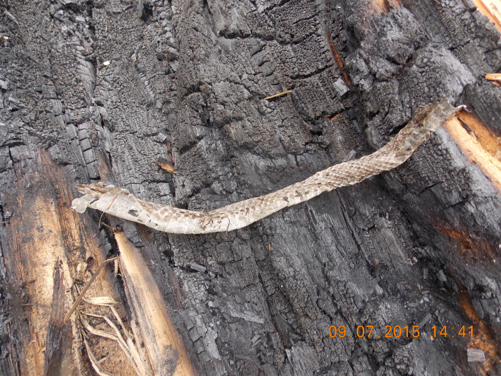 DSCN2476 змеинная кожа.JPG