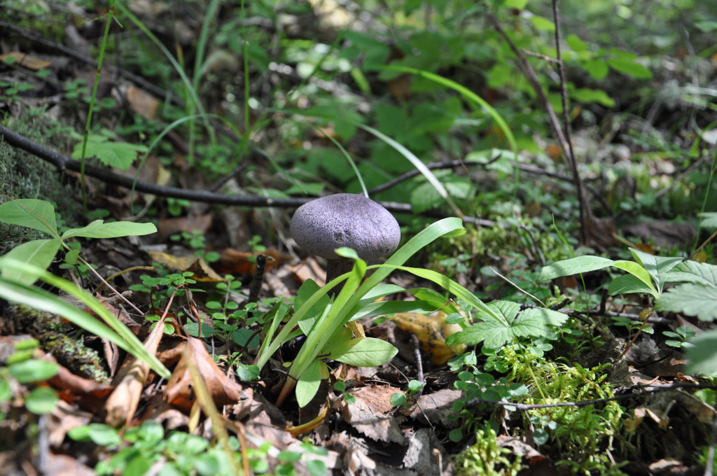 DSC_0955.JPG